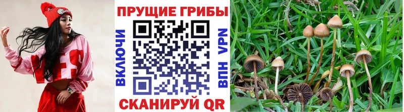 Галлюциногенные грибы GOLDEN TEACHER Купить Новотроицк
